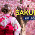 Sakura en Japón: Guía Completa para Ver los Cerezos en Flor